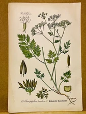 1886 ANTIQUE PICTURES LITHOGRAPH ART PRINT BOTANY FLOWER FLORA NATURE DECO PO...