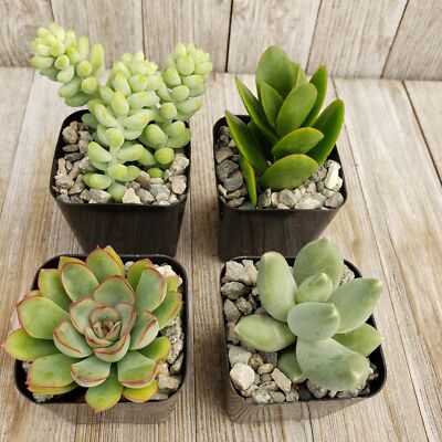 blue chalk stick succulent Blue Chalk Sticks Desert