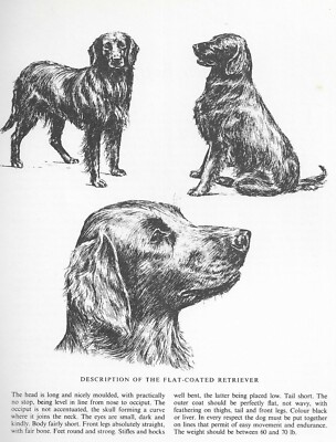Flat Coated Retriever Sketch CUSTOM MATTED 1963 Vintage Dog