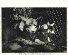 1984 Press Photo Rare red wolf & pup in Houston, Texas - hcx27002