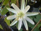 A Young Passion Flower Passiflora Galbana Plant Climber , Vine