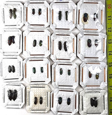 Coleoptera, Buprestidae sp. set 32 pcs. A1, Russia, Ukraine & others