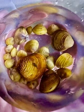 40 Live Freshwater Clams: Perfect For Aquariums And Ponds
