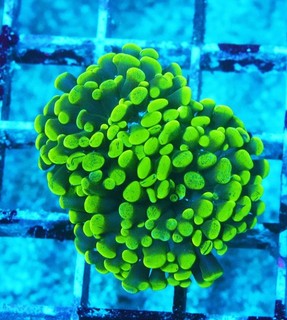 Neon Green Frogspawn Zoanthids Zoa Paly SPS LPS Corals WYSIWYG