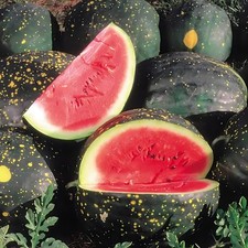 Moon Stars Watermelon Seeds Red Heirloom / Non-GMO Free Shipping 1042