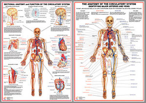 Anatomy Wall Charts