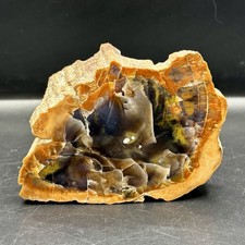 Petrified Wood Polished Display Specimen Fossil Wood Slice Natural
