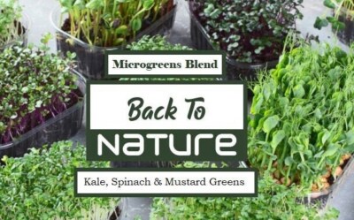 Kale, Spinach, Mustard Green Microgreen Seed Blend - Organic Seeds - Non Gmo