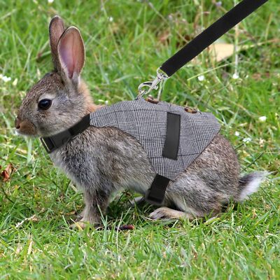 Rabbit Vest Harness Leash Set Formal Suit Style Size L | eBay
