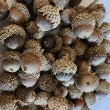 12 Burr Oak Tree Acorns Large Burr Oak Seeds Planting Crafts Quercus Macrocarpa