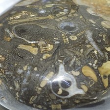 Michigan Polished Crinoid Fossil Stone Devonian Coral Fossiliferous Limestone