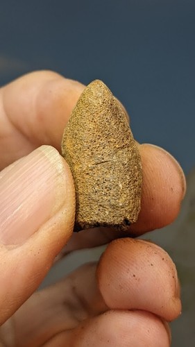 Jurassic Ichthyosaurus Bone. Faringdon Oxfordshire. Boxed with information. 28mm - Foto 1 di 3