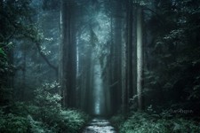 Landscape nature photography forest dark path fall trees Custom Gaming Mat Desk