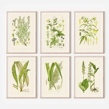 Set of 6 Antique Repro Botanical ART PRINTS Picture Home Gallery Wall - A4 Sized