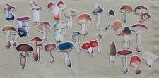 Magical Mushrooms 19 PCS Decorative Stickers For Scrapbooking planner