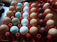 Uova feconde da cova, box misto da 30 uova (Marans, Australorp, Sussex, Olive..)