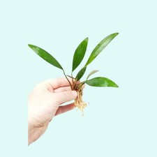 BUY 2 GET 1 FREE Anubias Heterophylla Lanceolata Bare Root Aquarium Plants