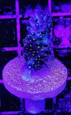 WYSIWYG Garth Bonsai Acropora Coral Frag Free Shipping!