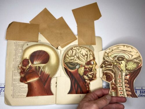 RARE Blakiston's Sectional Manikins 1905 Mechanical Anatomy Pop Up Medical Book - Afbeelding 1 van 24