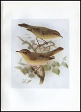 1917 Henry Dresser Birds of Britain Antique Bird Print Chffchaff & Willow Wren