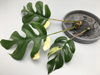 Monstera Minima Variegata Stecklinge mit weniger Wei / Raphidophora  Tetrasperma
