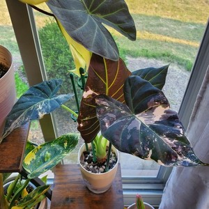 Alocasia Regal | eBay