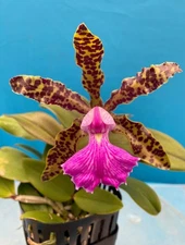 Cattleya Peckhaviensis (aclandiae Tiger X schilleriana Coerulea) Orchid 4” Pot