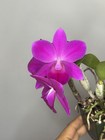 Compact Cattleya Slc. Mahalo Jack -SVO 11389 — photo 2