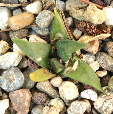 Ariocarpus trigonus -