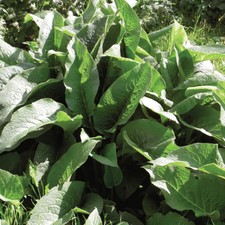 Thompson & Morgan Comfrey Herb Vegetable Kitchen Garden Plant 1