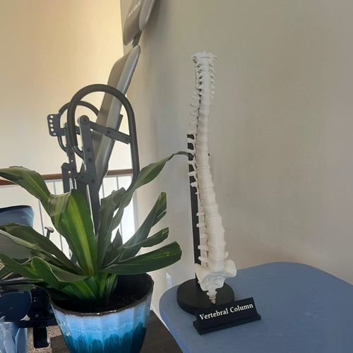 Spine Anatomical Model - Vertebral column Replica, Desk art for chiropractors - Picture 4 of 7