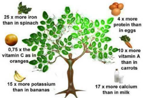 MORINGA OLEIFERA - BAUM DES LEBENS, 10 Samen + GRATIS GESCHENK - Bild 1 von 1