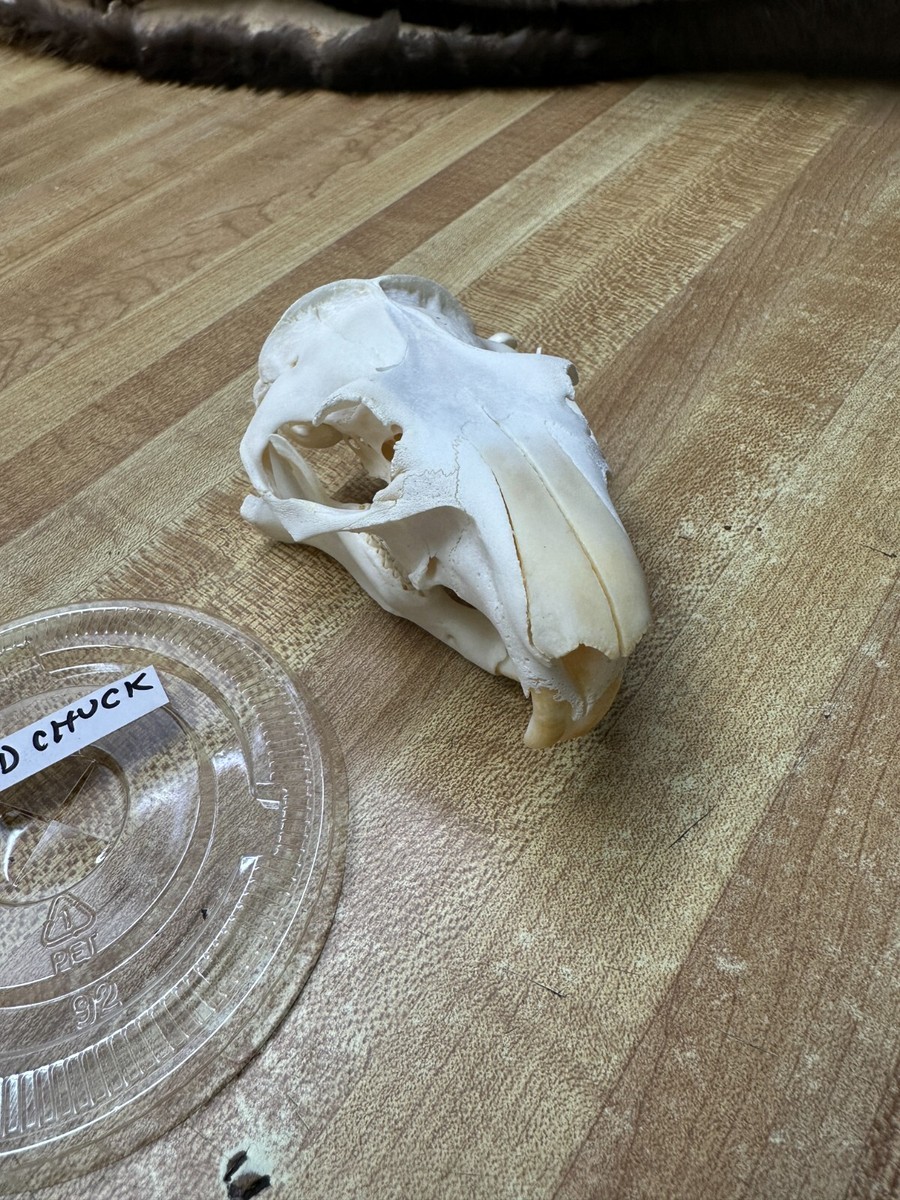 Real Bone Ground Hog ( Woodchuck ) Skull | eBay