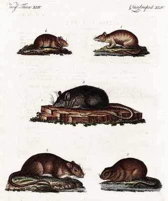 Ratten Waldmaus Mäuse Maus rats mice mouse Kupferstich engraving Bertuch 1795