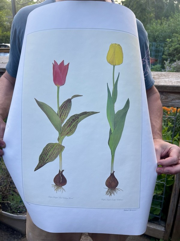 Gordon Morrison Tulip Print - pencil signed and numbered