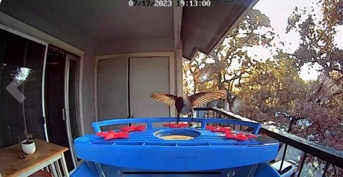 BirdDock Hummingbird Smart Bird Feeder Camera AI Recognition Christmas Gift - Picture 10 of 16