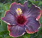 RUM RAISIN Tropical Hibiscus -- Plant in 4.5" pot — photo 1