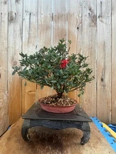 AWESOME! Fantastic Azalea Pre-Bonsai, 15 Years, HUGE TRUNK
