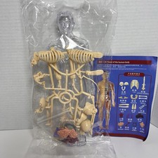 Human Anatomy Body Model Figure w Removable Organs Educational