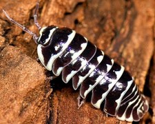 Zebra Live Isopods 15ct Armadillidium maculatum - bioactive, terrariums