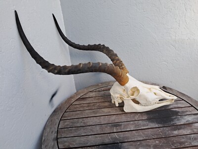 Impala Schädel mit Kiefer ( Aepyceros melampus ) #1707(2)