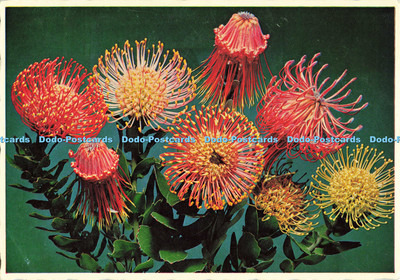 D139952 Leucospermum Reflexum Perdekop Südafrika Protea Farbdrucke ABC Pre