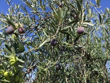 Olives, Manzanilla Black Raw California Valley for curing small and medium size