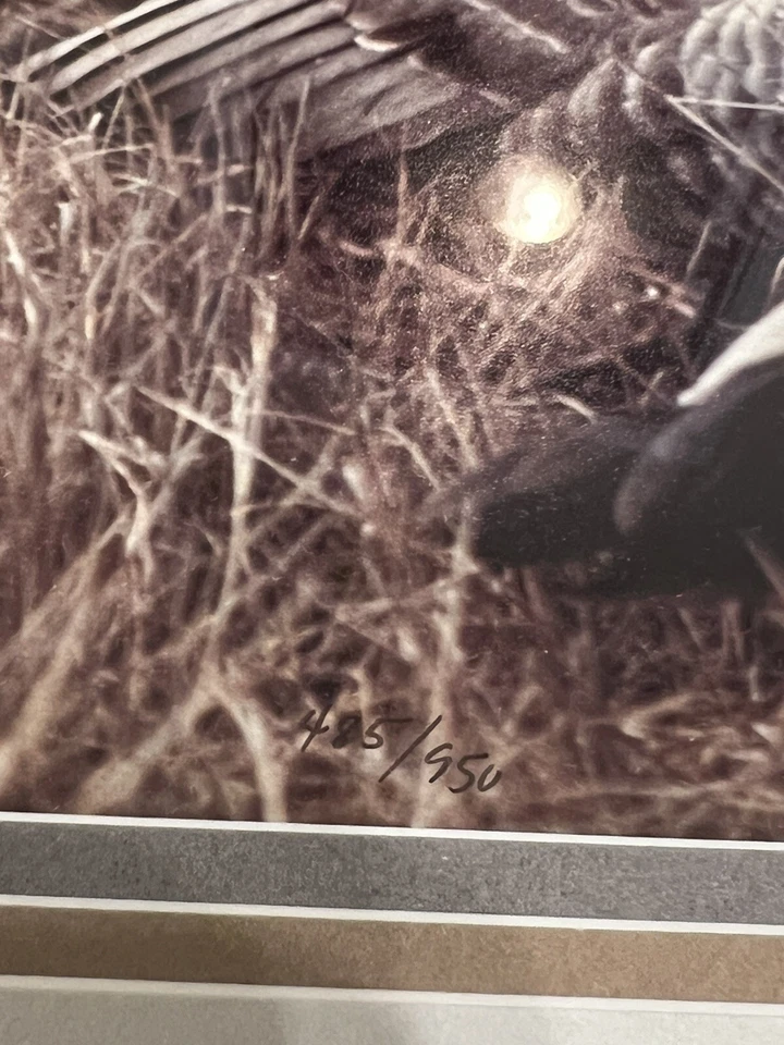 Thomas Mangelsen Canada Geese In Reeds Limited Edition Signed Numbered Print - Image 3 of 4