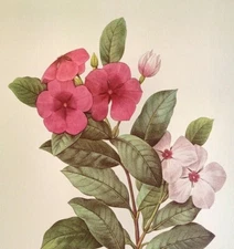 P. J. Redoute Flowers PERVENCHE Botanical Art Print Book Plate 98