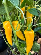 50+ Golden Marconi Pepper Seeds Sweet NON GMO