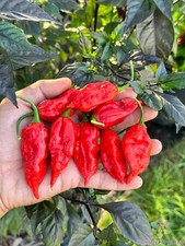 25+ Dorset Naga Hot Pepper Seeds for Garden Planting - USA - FREE SHIPPING!