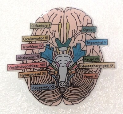 Brain Lobes Label Map EEG Neurology Small Flat Acrylic Pin Tac Jewelry