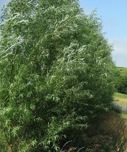 Live Aussie Austree Hybrid Willow Salix Alba X Matsudana Fastest Growing Tree Ebay
