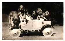 Irish Setter Puppies Love Motoring Vintage Postcard